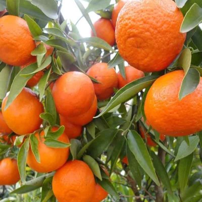 arbolitos de mandarina